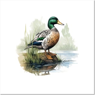 Mallard Posters and Art